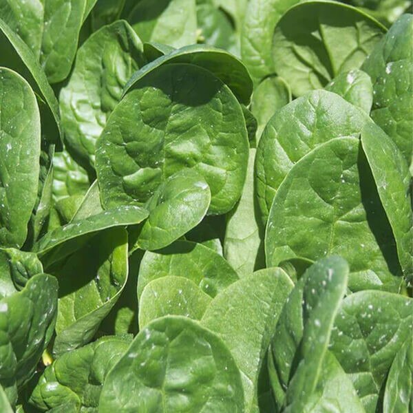 Spinach Seeds Seaside F1